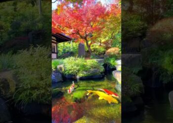 Japan is a dream ✨